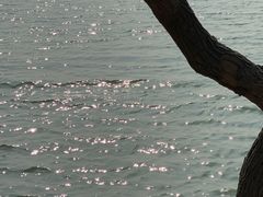 -贡湖湾湿地公园