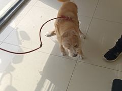 -艾贝尔宠物医院 ·内科全科(梁溪路店)