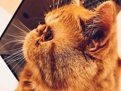 -飞行喵MR PILOT|猫舍·猫咖(静安大融城店)