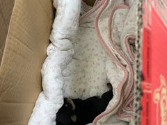 -北京观赏动物医院·24小时大型综合·猫专科·异宠专科