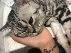 -纳吉亚猫专科动物诊疗中心(蒋宅口分院)