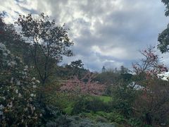 -墨尔本皇家植物园
