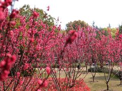 -上海市龙华烈士陵园