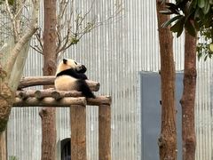 -成都大熊猫繁育研究基地
