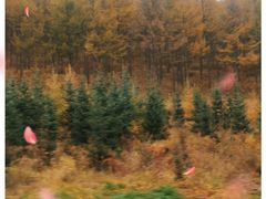 -塞罕坝国家级自然保护区