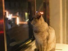 -猫儿山۰猫主题餐厅