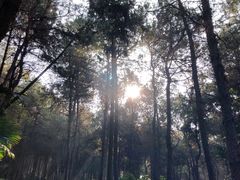 -铁山坪森林公园