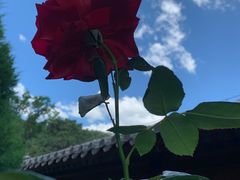 -大觉寺-停车场
