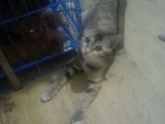十九妹妹-瑞派·关忠动物医院·猫专科·犬专科(三环新城店)