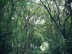 -鹅湖玫瑰文化园