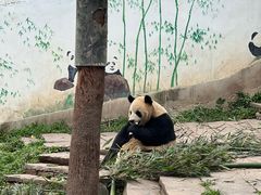 -中国大熊猫保护研究中心雅安碧峰峡基地
