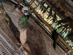 -西双版纳原始森林公园