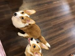 -柯斗斗主题餐厅·狗咖·围炉煮茶·茶饮(国瑞升平里店)