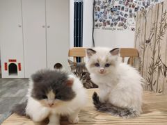 -楼上猫咖(罗湖店)