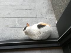 -星巴克(美丽华花园店)