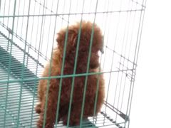 -佳百利宠物(荣乐中路115弄小区店)