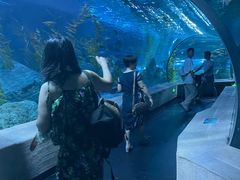 -芜湖新华联大白鲸海洋公园