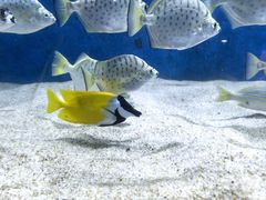 -合肥海洋世界