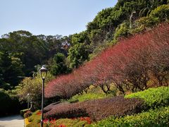 -金鸡山公园