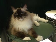 -猫儿山۰猫主题餐厅