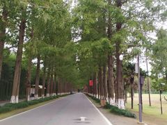 -黄海国家森林公园