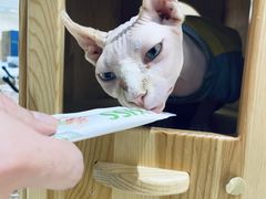 -藏猫猫咖啡主题馆(中央大道店)