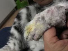 -纳吉亚猫专科动物医院博雅分院