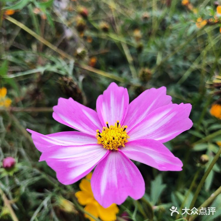 ️周三，午安！ 喜欢秋高气爽的季节  阳光明媚