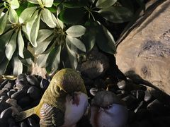 -财神鸡煲(华强北店)