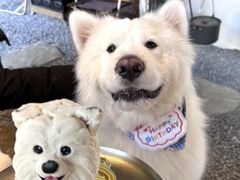 -J Create城市露营咖啡·简餐·宠物(上海动物园店)