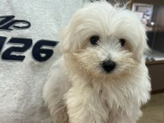 -翊宠yipet猫狗购宠庄园犬舍•猫舍