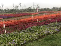 -芒洲湿地公园