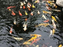 android_upload_pic-中国唐苑