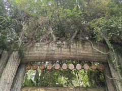 -西双版纳原始森林公园