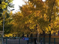 -三里屯东五街银杏大道