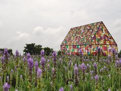 -紫颐香薰山谷景区