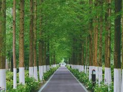 -合肥滨湖国家森林公园