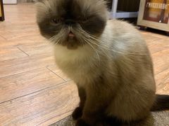 -more than meow吴止猫主题餐厅(承德 中船汇店)