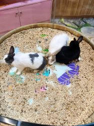 -卡通尼·Safari非洲探索乐园·生日会(金桥国际商业广场店)