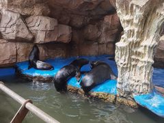 -华夏文旅海洋公园