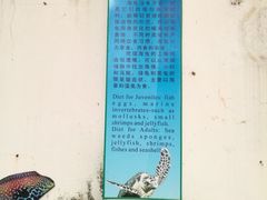-广东惠东海龟国家级自然保护区