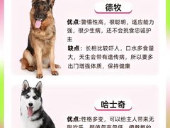 -翊宠yipet猫狗购宠庄园犬舍•猫舍