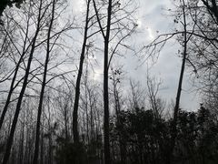 -合肥滨湖国家森林公园