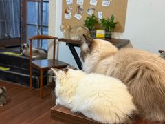 -楼上猫咖(罗湖店)