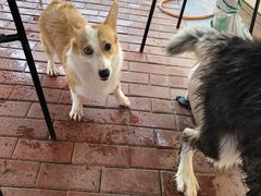 -趣玩宠物乐园寄养训犬训狗游泳池