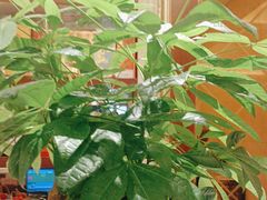 -小八仙·宴(三峡茶庄店)