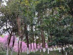 -龙头寺公园