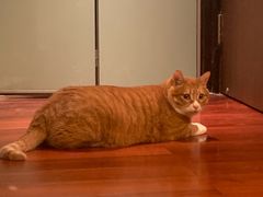 -萌兽医馆·宠物医院·猫骨科(创景店)