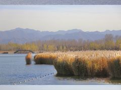 -野鸭湖国家湿地公园