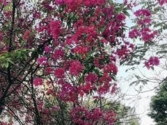 -广州市白云山风景名胜区